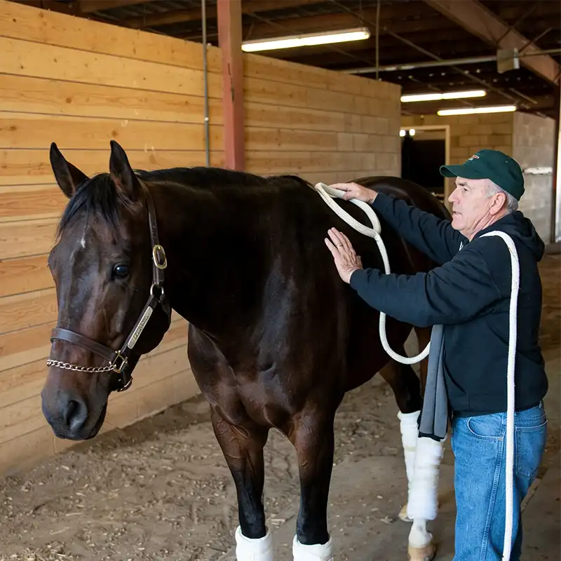horse-receiving.pemf-therapy